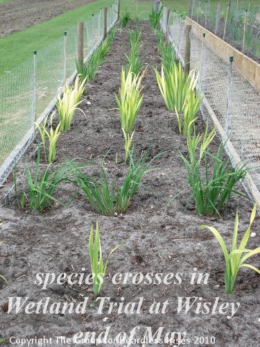 OW 005 species crosses in wetland trial Wisley end of April